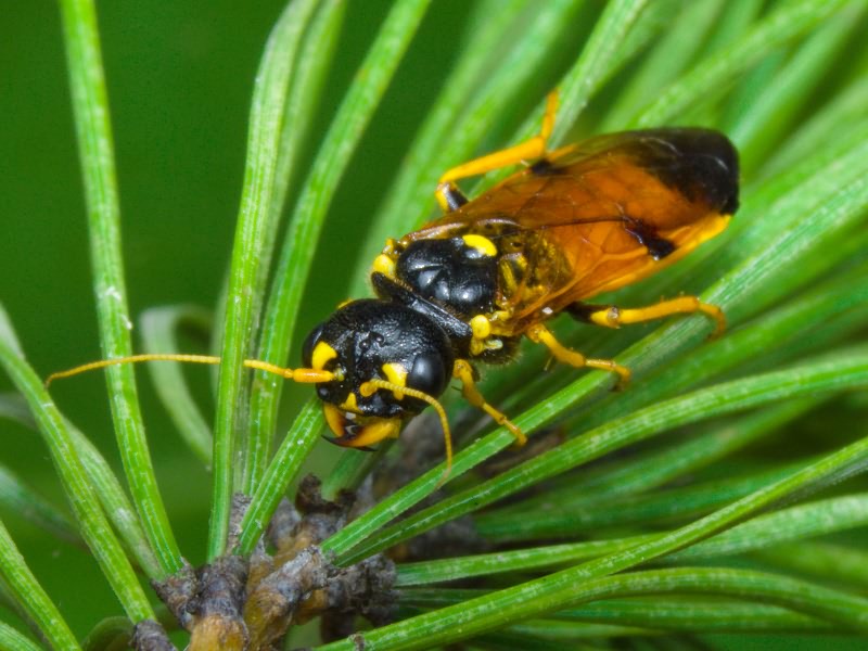 Acantholyda hieroglyphica (Christ, 1791)